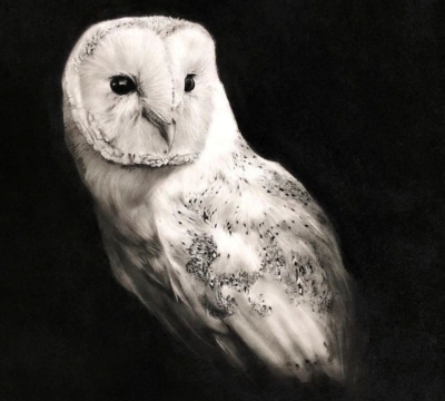 "The Barn Owl'  ... Expressive Charcoal Workshop with Sarah Stokes 